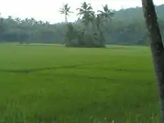 View of Kurunthaaya Vayal from Vadeswaram