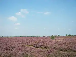 The nearby Lüneburg Heath is an anthropogenic heath.