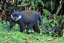 L'Hoest's monkey (Allochrocebus lhoesti)