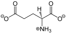 L-Glutamate Structural Formula