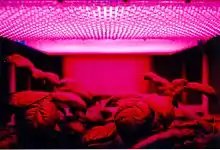 LED panel light source used in an early experiment on potato growth during Shuttle mission STS-73 to investigate the potential for growing food on future long duration missions