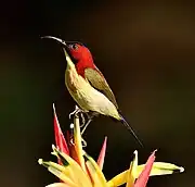 sunbird with pale yellow underparts, brownish upperparts, and bright red face and upper back