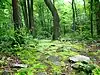 A path leads through flat stones and moss to a green forest with large trees, one of which has a blue trail blaze