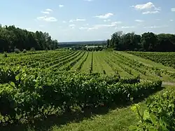 A vineyard in Dunham.