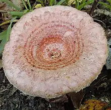 View showing round cap surface of an orange mushroom with several darker, concentrical rings