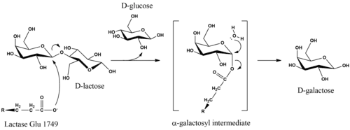 Proposed mechanism of lactose hydrolysis by Lactase enzyme