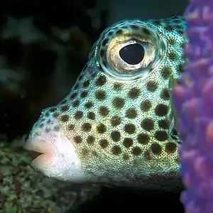 The spotted trunkfish is a coral reef fish which secretes a ciguatera toxin from glands on its skin as a form of self defense.