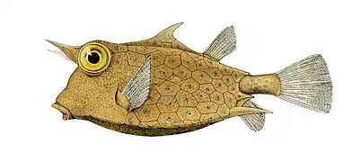 Boxfish have plates of ossified skin fused together to form a rigid shell.