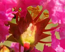 Crepe myrtle flowers - the petals emerge from the calyx tube.