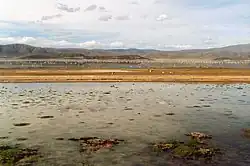 Poopó Lake with flamingos