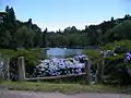 Hydrangeas near the Black Lake of Gramado, southern Brazil