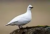 Male rock ptarmigan (L. m. islandorum) in winter plumage in Iceland