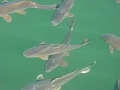 photo of several fish in the water