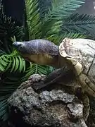 Lake Chapala mud turtle, Kinosternon hirtipes chapalaense