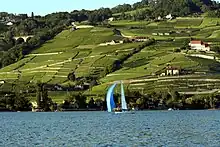 Vineyards near Lausanne