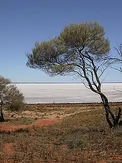 The dry lake and shore of Lake Hart, an endorheic desert lake in South Australia.