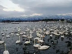 Lake Hyōko with overwintering swans