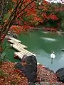 Swan at Autumn Lake