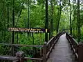 Wooden walkway in mangrove swamp