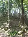 Unexplored temple mound south of the High Temple, Lamanai