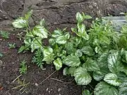 Lamium galeobdolon with silvery white variegated leaves growing in Jūrmala, Latvia