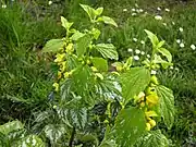 Cluster of plants of Lamium galeobdolon with yellow flowers and silvery white variegated leaves