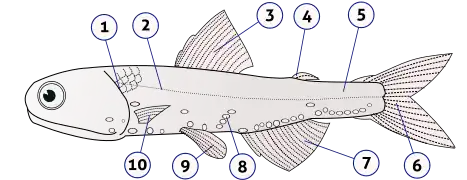 Anatomy of a typical fish (lanternfish shown):1) gill cover 2) lateral line 3) dorsal fin 4) fat fin5) caudal peduncle 6) caudal fin 7) anal fin 8) photophores 9) pelvic fins 10) pectoral fins