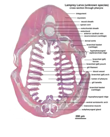 Microscopic cross section through the pharynx of a larva from an unknown lamprey species.