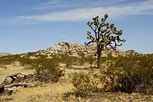 An image of a semi-desert landscape.