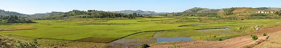 Panoramic view of green, irrigated rice paddies in a floodplain between hills