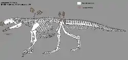 Skeleton restoration