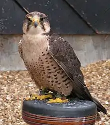 Skàr (lanner falcon)