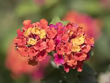 Pink-edged red flowers in Adana, Turkey