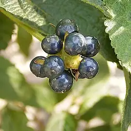 Close-up of mature fruits