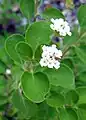 Cariaquillo (Lantana involucrata)