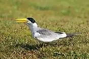 In the Pantanal, Brazil