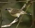 Large-billed gerygone (Gerygone magnirostris)