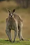 Regular prey can range up to the size of large adult kangaroos such as eastern grey kangaroos, usually attacked in hunting pairs.