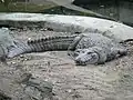 Adult male mugger crocodile