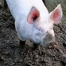 a white pig with upright ears