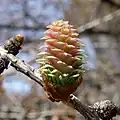 Young female cone