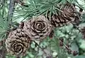 Old seed cones