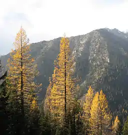 Larix occidentalis (Navaho Ridge, Washington state, US)