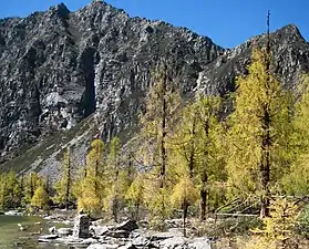 Larix potaninii in fall.