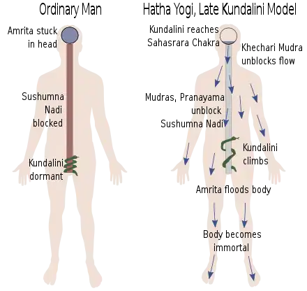 Late Kundalini model