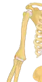 Right lateral epicondyle colored in red