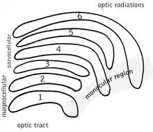 Schematic diagram of the primate lateral geniculate nucleus.