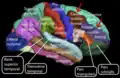 Lateral surface of right cerebral hemisphere. Middle frontal gyrus is noted by red arrows.