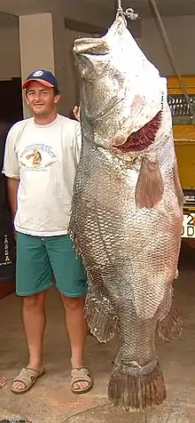 The Nile perch