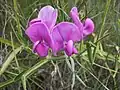 Tuberous pea (Lathyrus tuberosus) of the Fabaceae